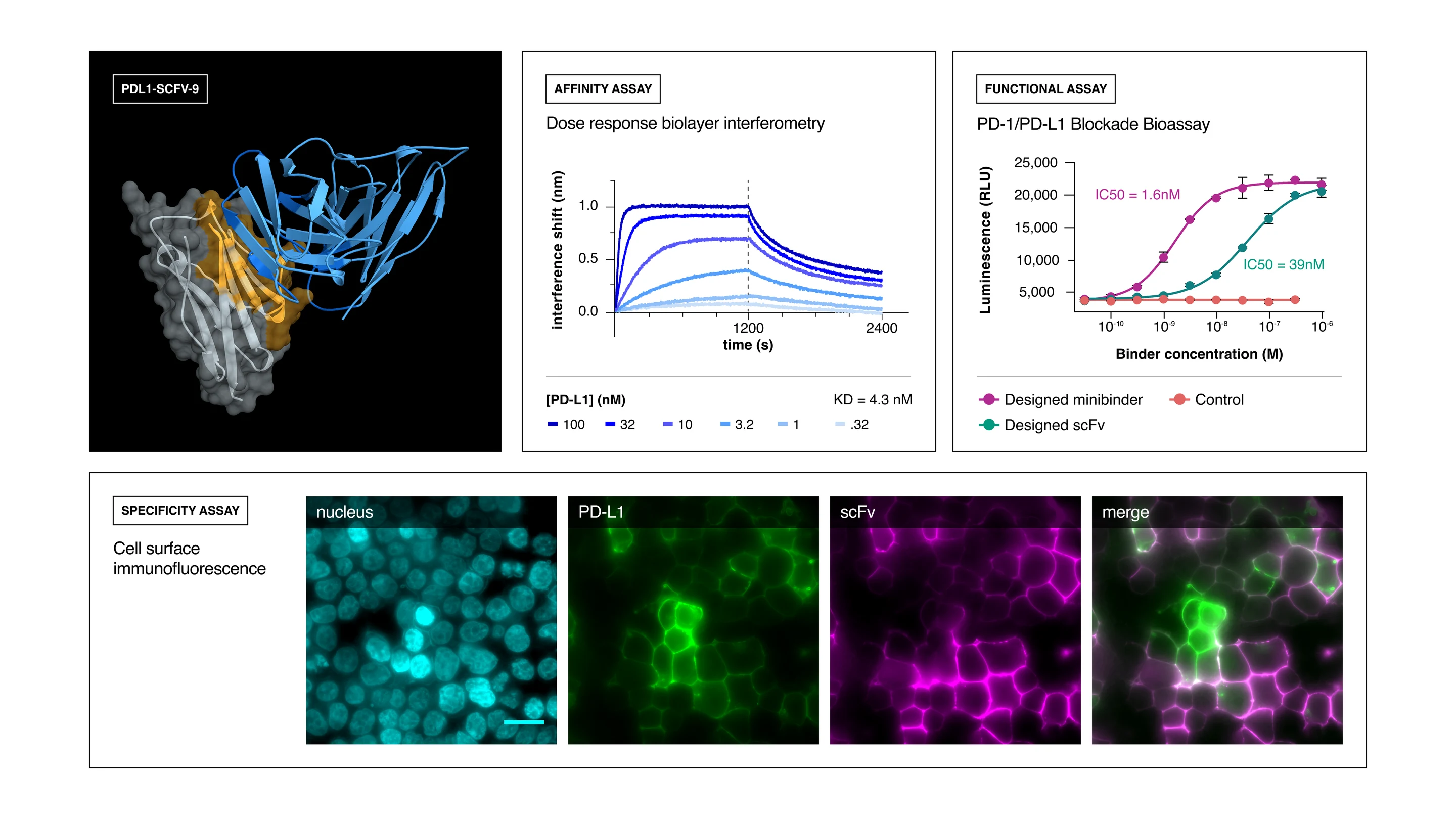 PD-L1 binder affinity, functional, and specificity assay results
